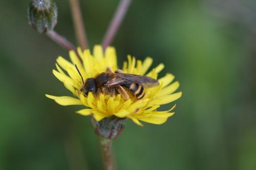 Halictus scabiosae